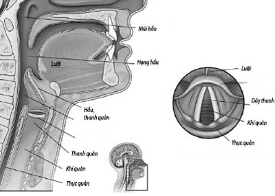 Chấn thương thanh quản - Hình ảnh minh họa